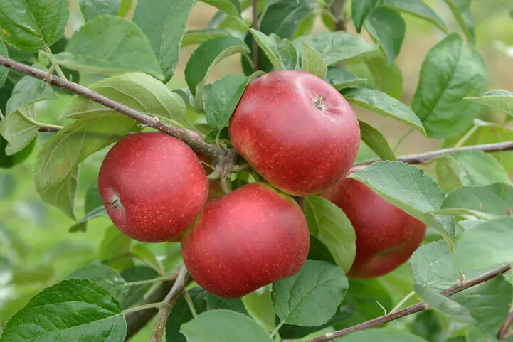 Obstgehölze