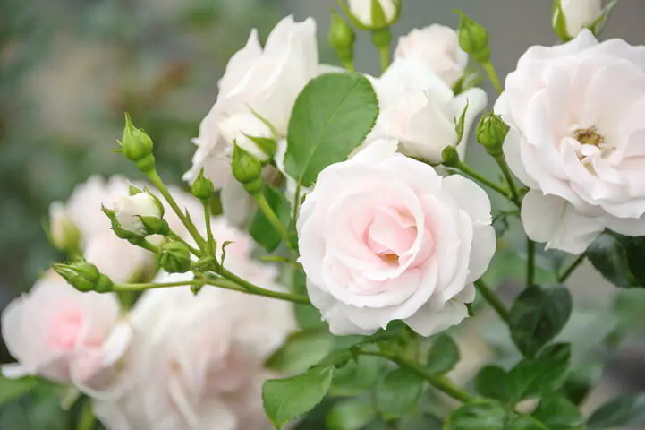Rosen