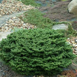 Abies balsamea 'Nana'