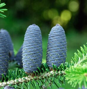 Abies_koreana_2007-4135_1774099755547