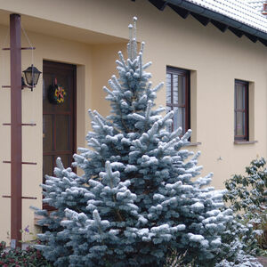 Abies_lasiocarpa_Argentea_2007-9393-q_1761427388757