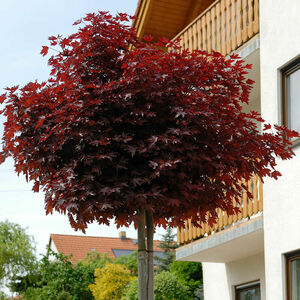 Acer platanoides 'Crimson Sentry'