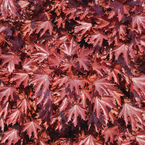 Acer platanoides 'Crimson Sentry'