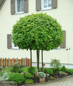 Acer platanoides 'Globosum'