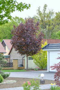 Acer platanoides 'Royal-Red'