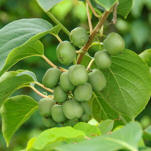 KiwiBerry 'Fresh Jumbo'