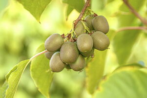 KiwiBerry 'Victoria'