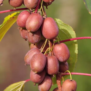 KiwiBerry 'Red Beauty'