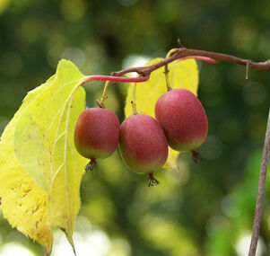 KiwiBerry 'Red Beauty'
