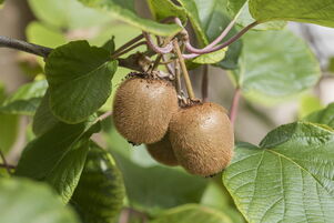 Kiwi 'jenny'