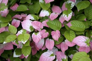 Actinidia kolomikta