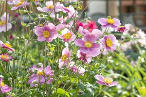 Anemone hupehensis