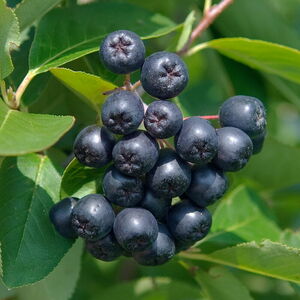 Aronia prunifolia 'Nero'