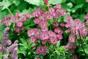 Astrantia major