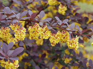 Berberis ottawensis 'Superba'