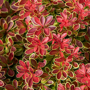 Berberis thunbergii 'Admiration'