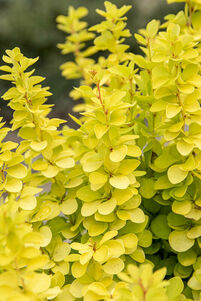 Berberis thunbergii 'Maria'