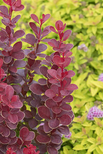 Berberis thunbergii VULCANO