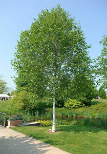 Betula utilis 'Doorenbos'