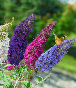 Buddleja davidii - Mix