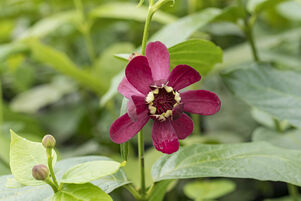 Calycanthus 'Aphrodite'