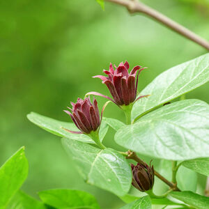 Calycanthus floridus