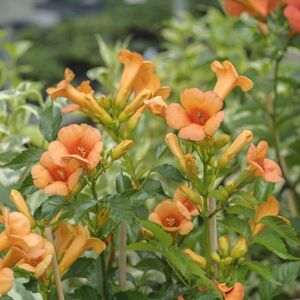 Campsis tagliabuana