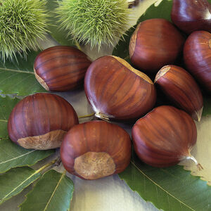 Castanea sativa