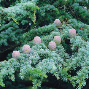 Cedrus_atlantica_Glauca_HRM_2464_1796006585758