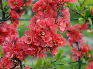 Chaenomeles speciosa