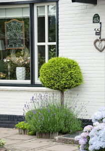 Chamaecyparis lawsoniana 'Ivonne'