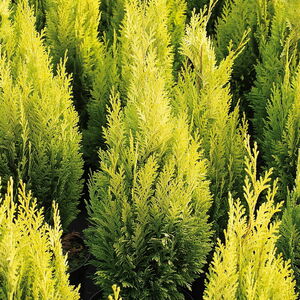 Chamaecyparis_lawsoniana_Romana_1990-1208-q_1834143600171
