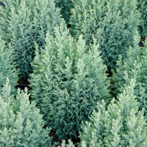 Chamaecyparis lawsoniana 'Snow White'