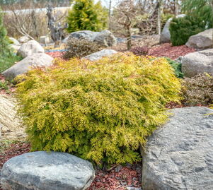 Chamaecyparis obtusa 'Kamarachiba'