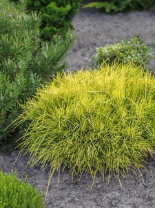 Chamaecyparis pisifera 'Sungold'