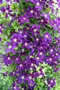 Clematis 'Blue Belle'