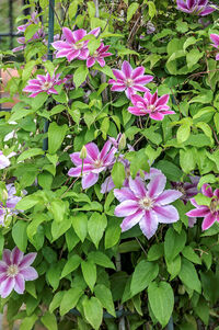 Clematis 'Dr. Ruppel'