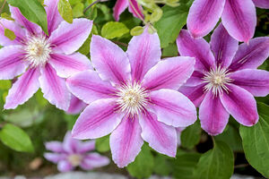 Clematis 'Dr. Ruppel'