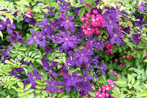 Clematis 'Etoile Violette'