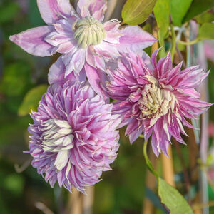 Clematis JOSEPHINE