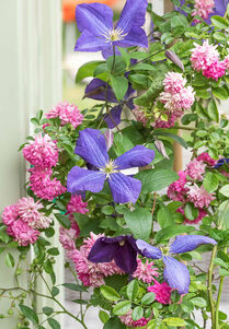 Clematis 'Jackmanii'