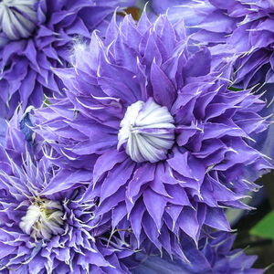 Clematis 'Multi-Blue'