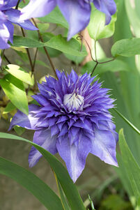 Clematis 'Multi Blue'