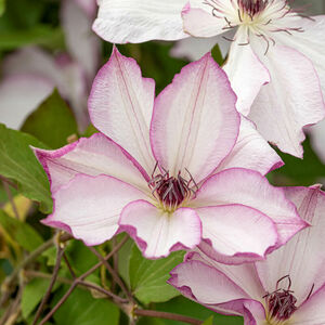 Clematis 'Omoshiro'