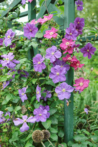 Clematis 'Perle d'Azur'