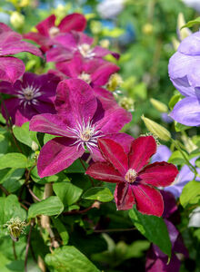 Clematis 'Rouge Cardinal'