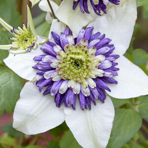 Clematis VIENNETTA