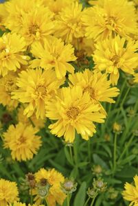 Coreopsis grandiflora 'Sunray'