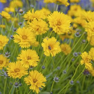 Coreopsis grandiflora 'Sunray'