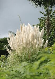 Cortaderia selloana
